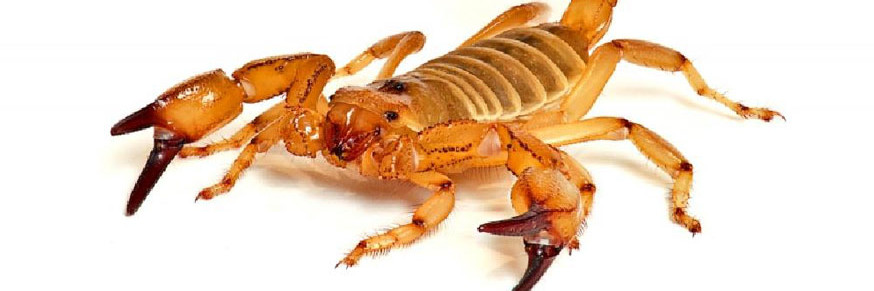 Região Sudoeste da Bahia registra mais de 3.600 acidentes com escorpião em 2025